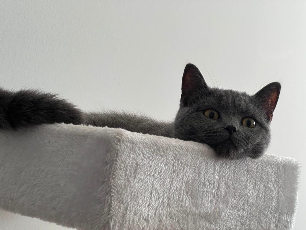 Carlos