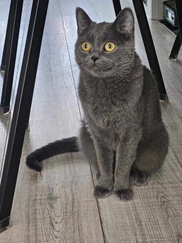 Carlos