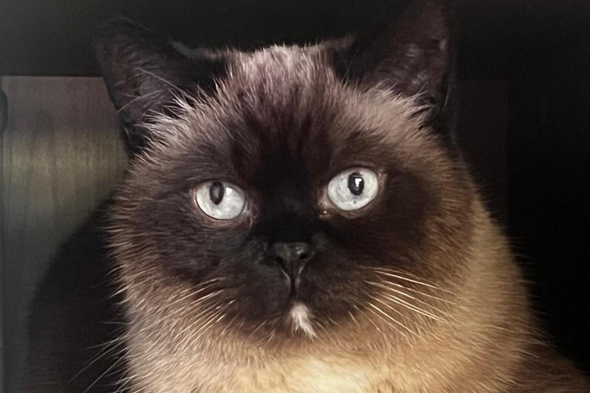 Misia