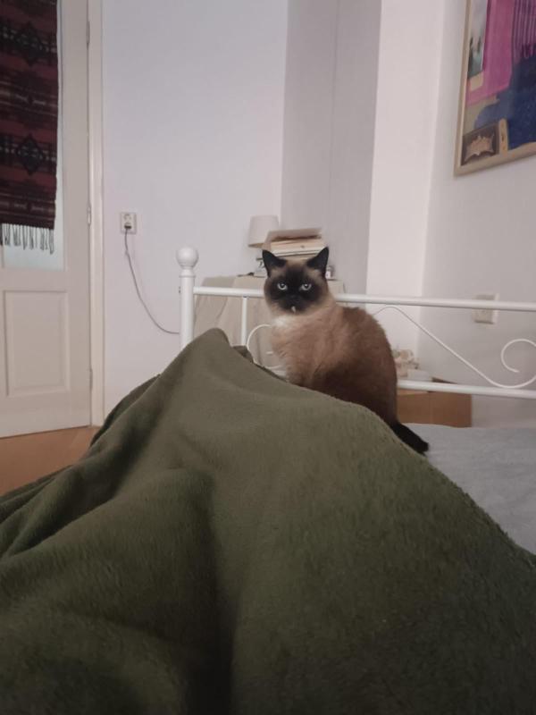 Misia