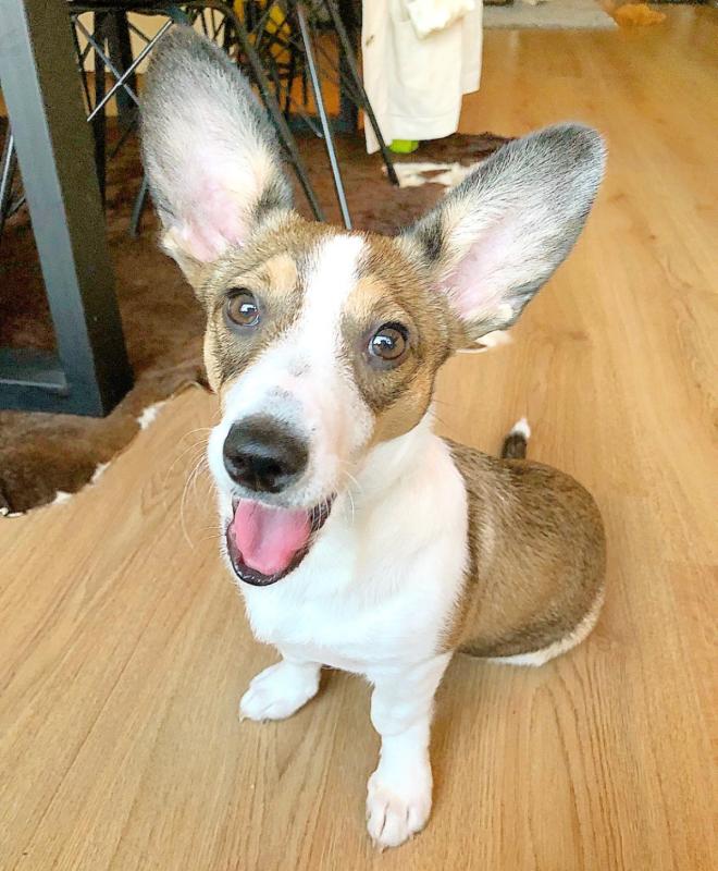 Nova