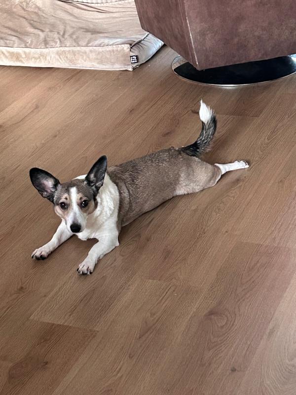 Nova