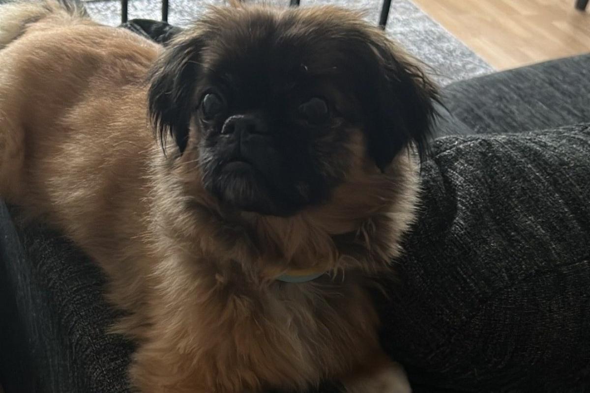 Frankie