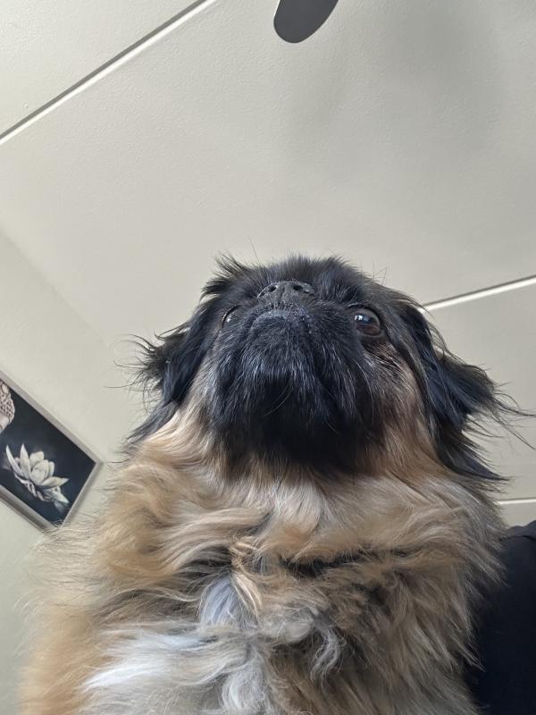 Frankie