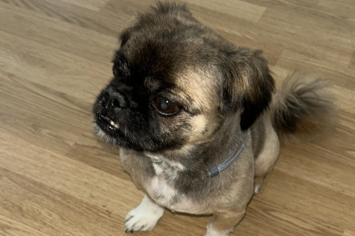 Frankie