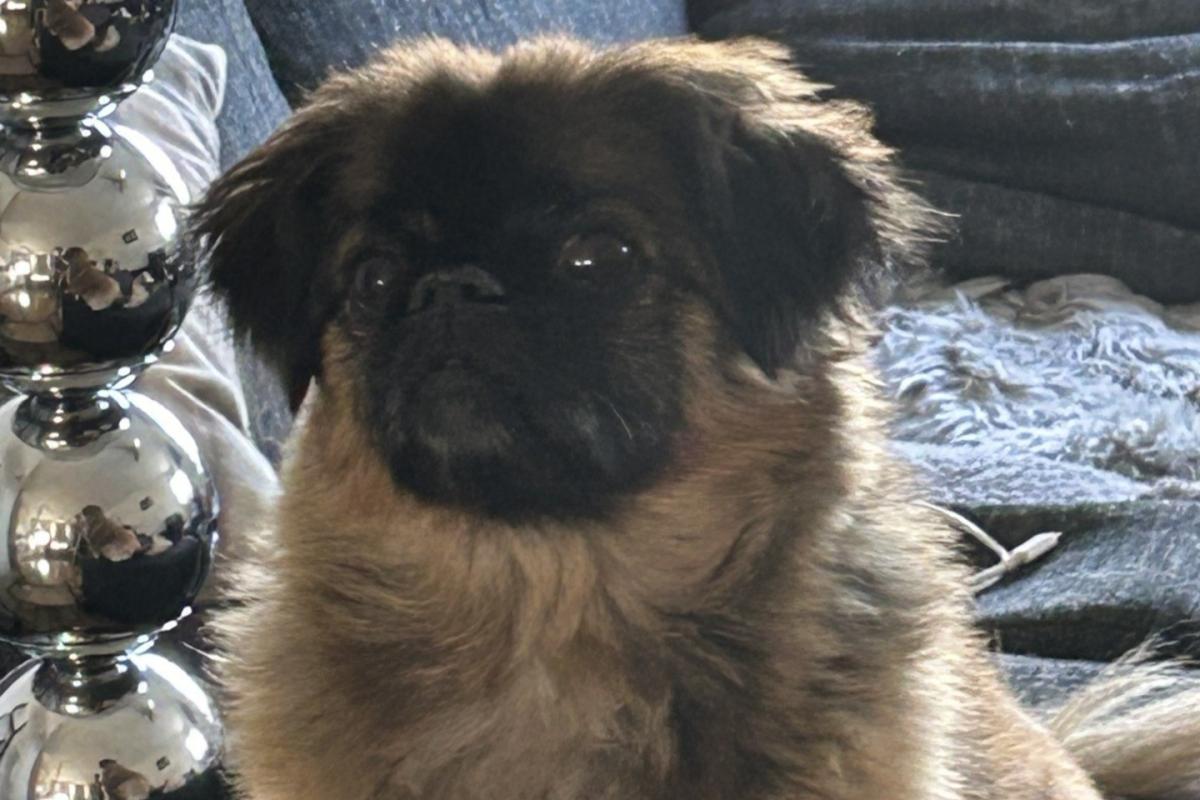Frankie