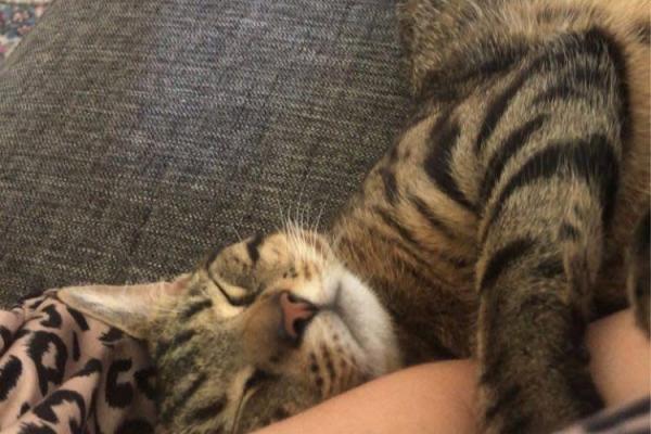 Simba