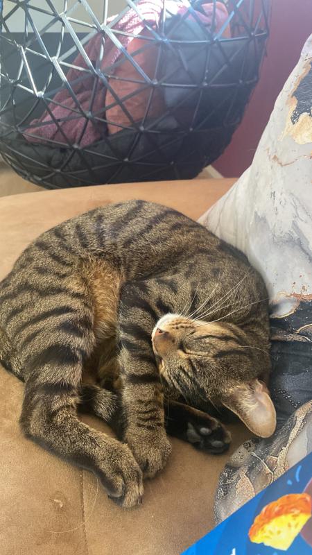 Simba