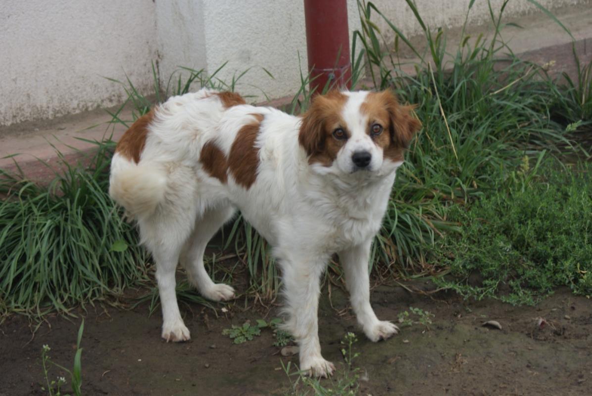 Pascha