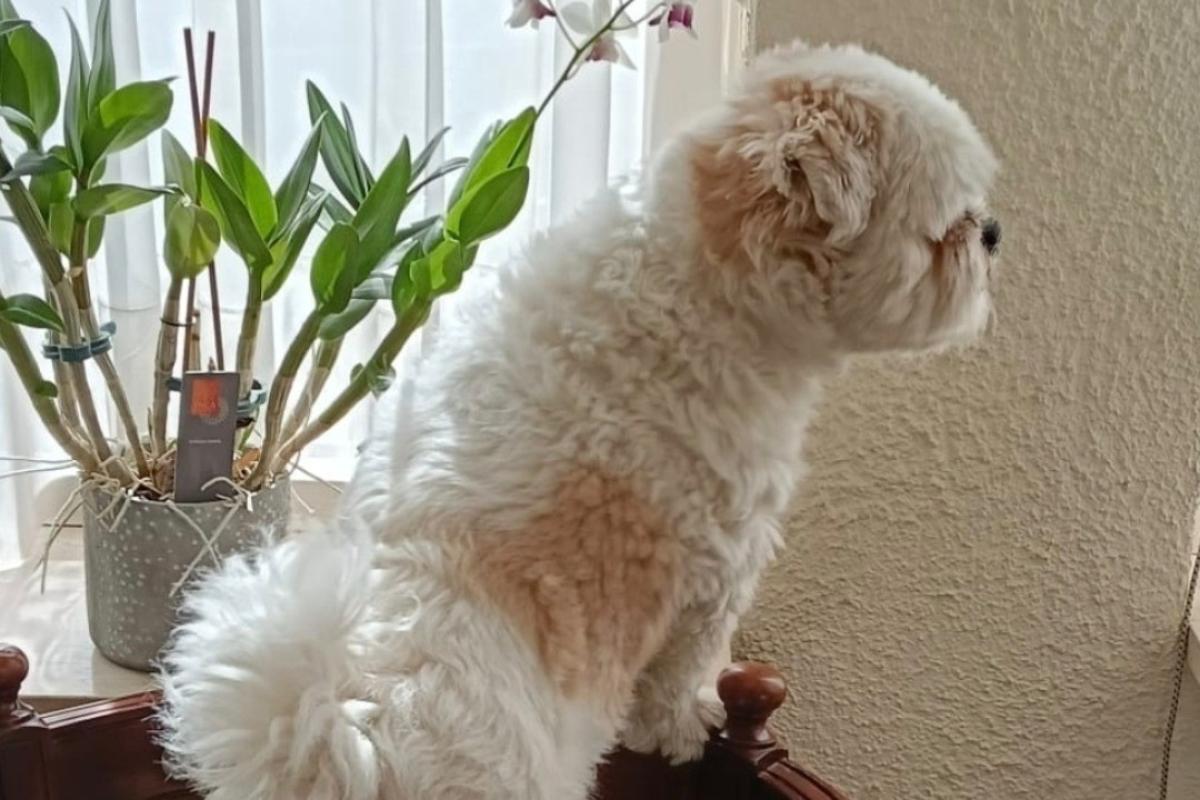 Raffie