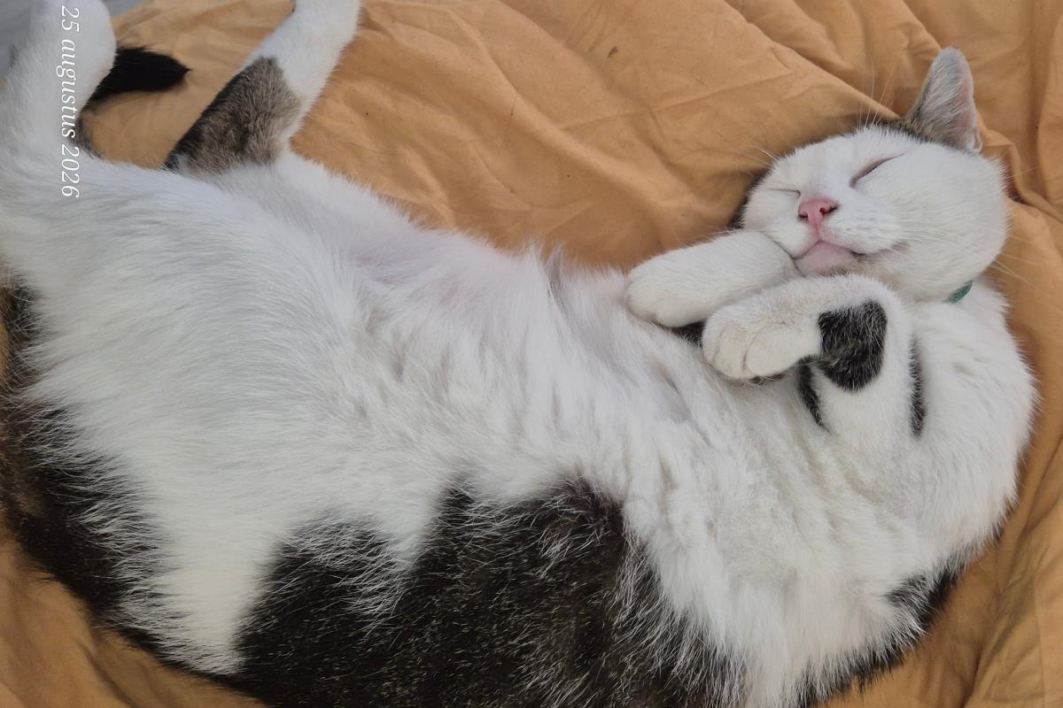Hugo