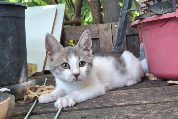 Pebbles