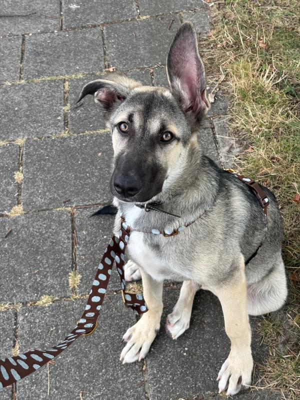 Milo