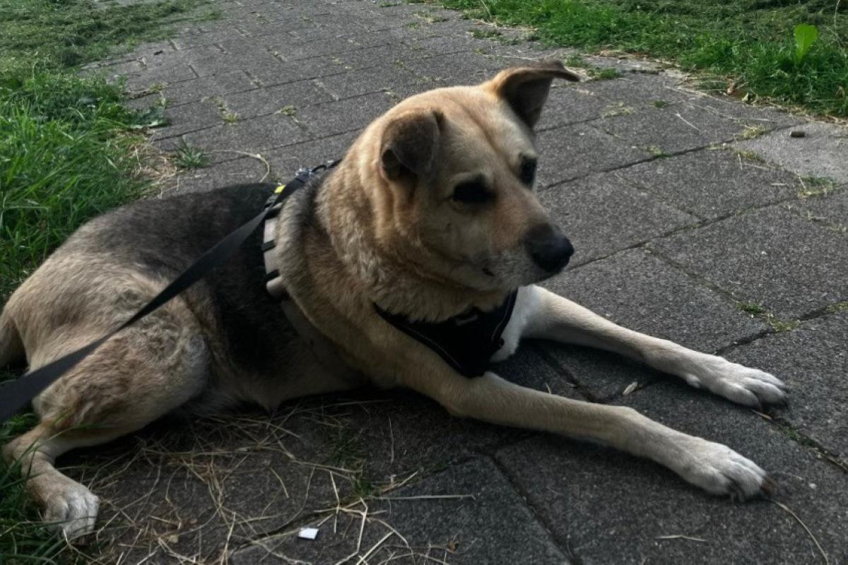 Suki