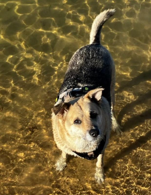Suki