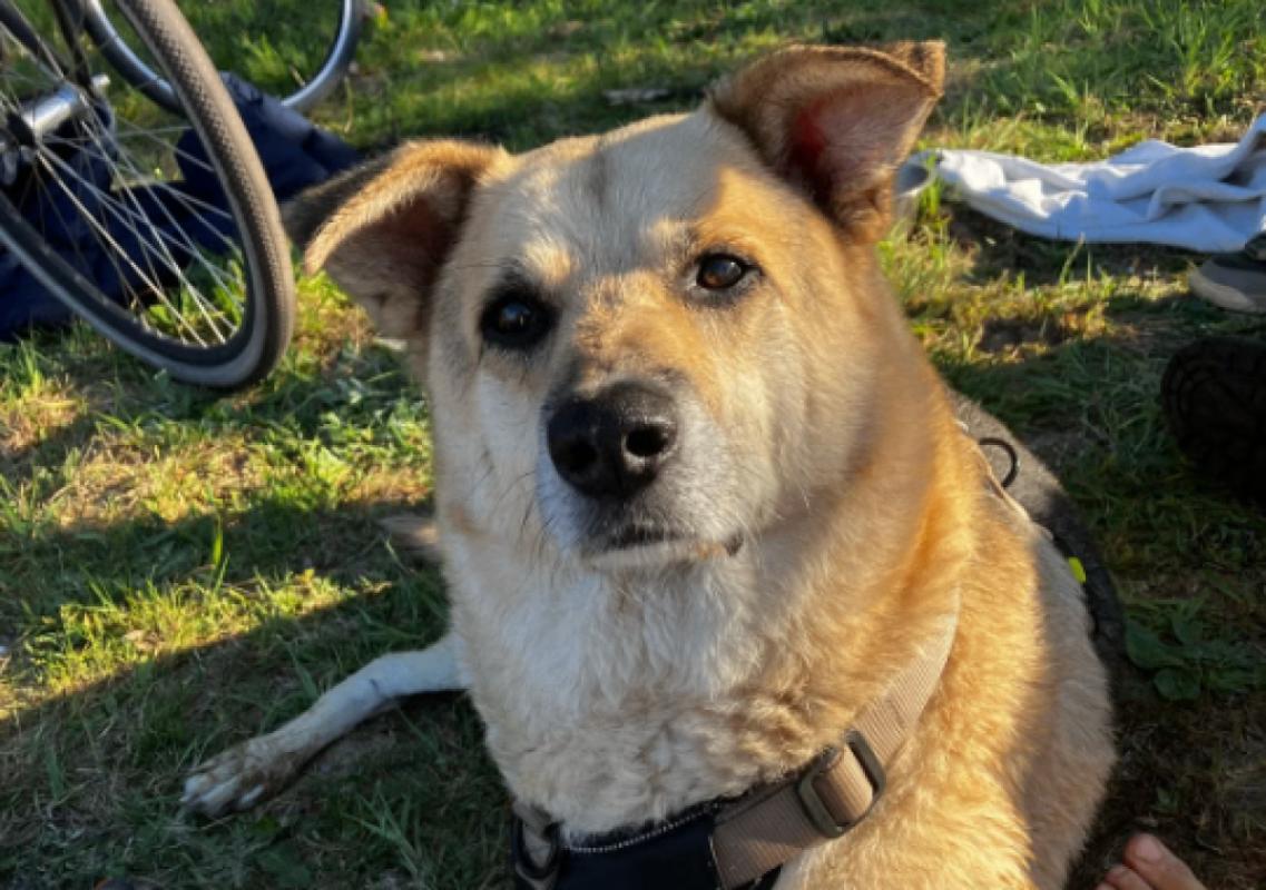 Suki
