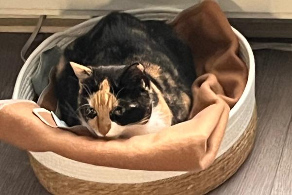 Sophie