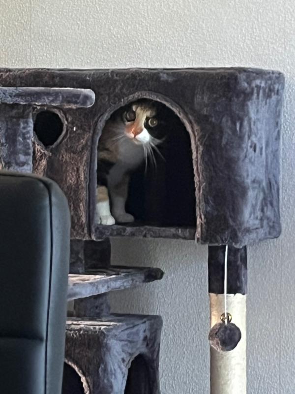 Sophie