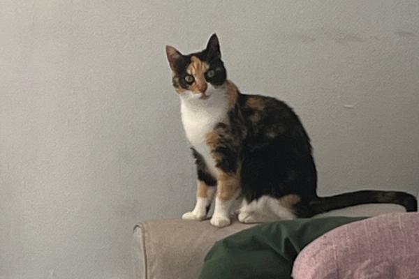 Sophie