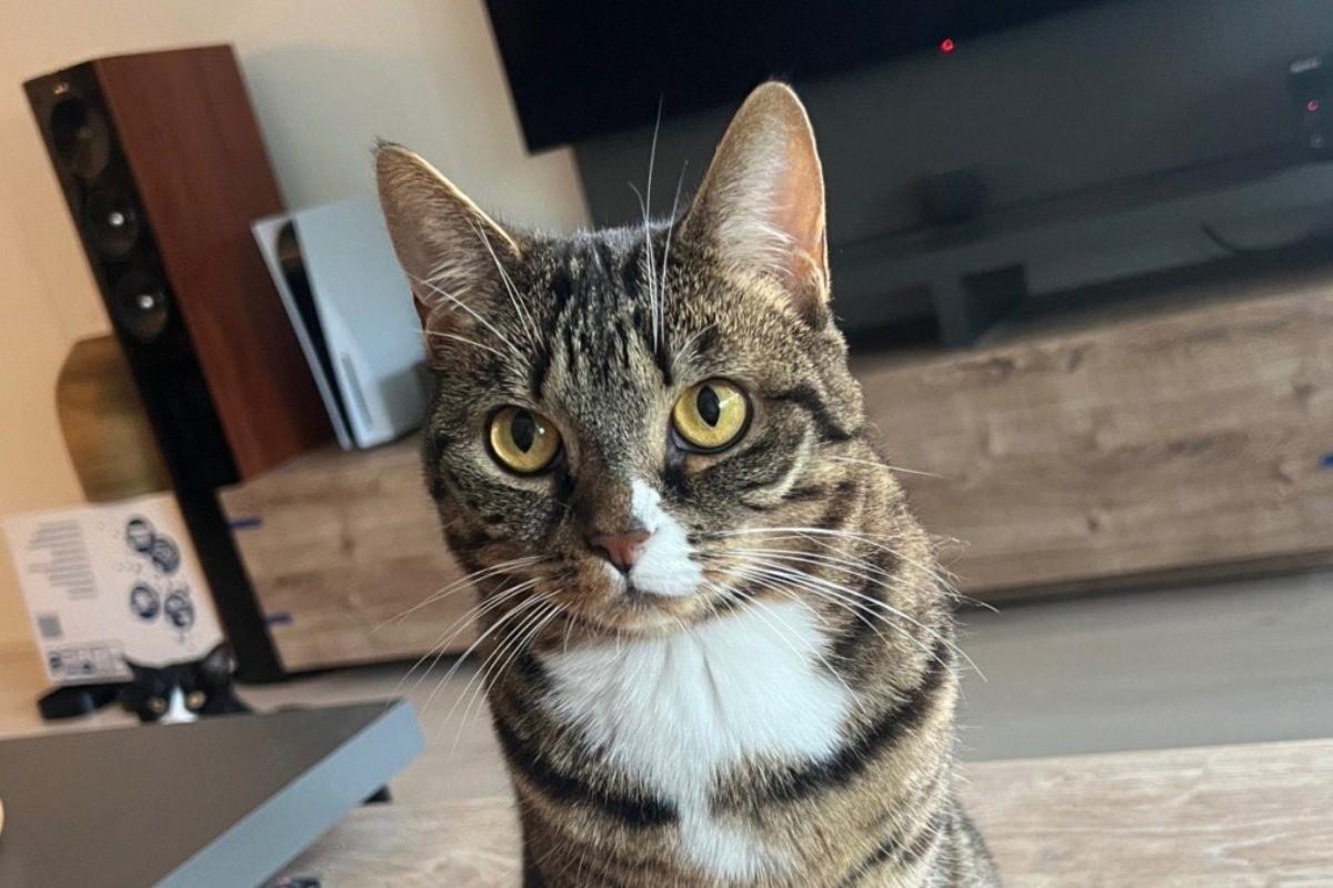 Bibi