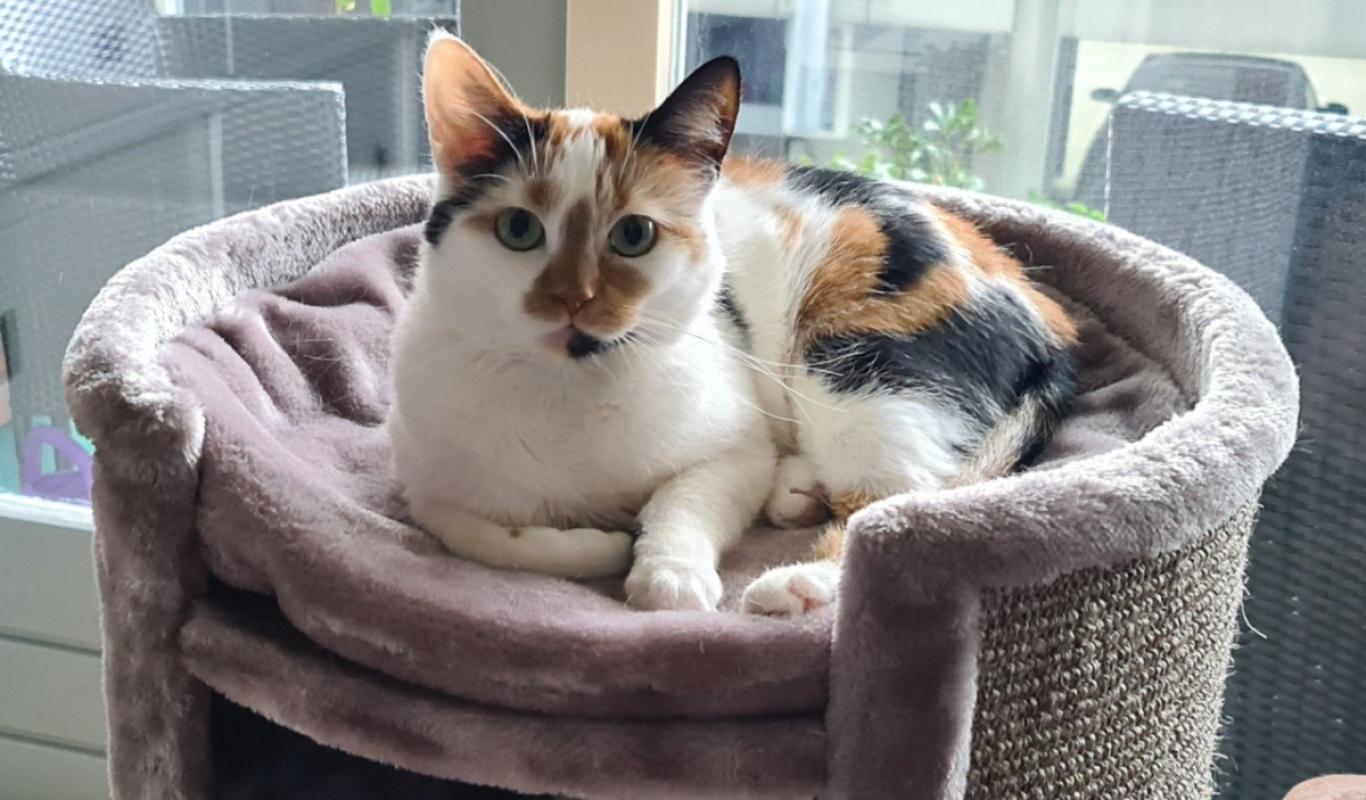 Anouk
