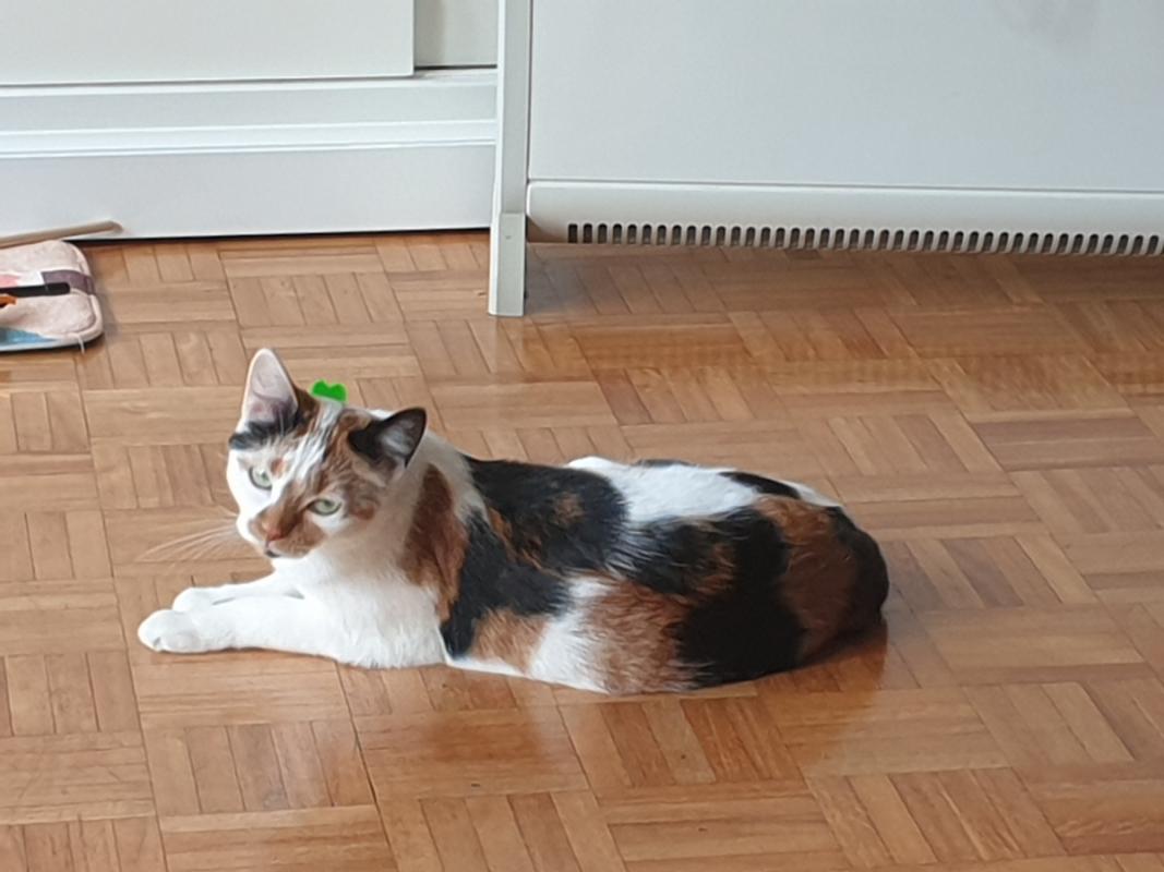 Anouk