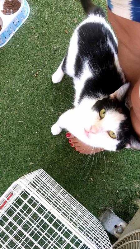 Ollie