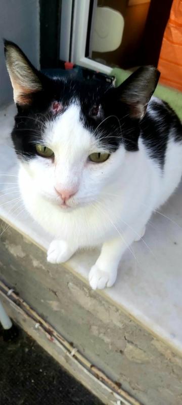 Ollie