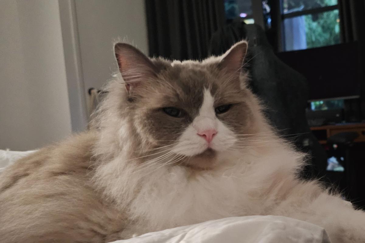 Loki