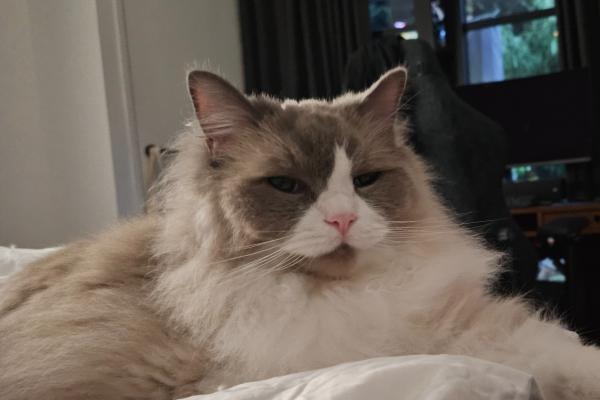 Loki
