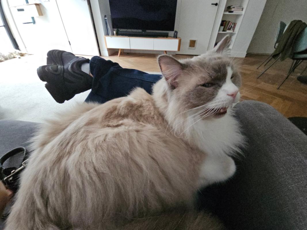 Loki