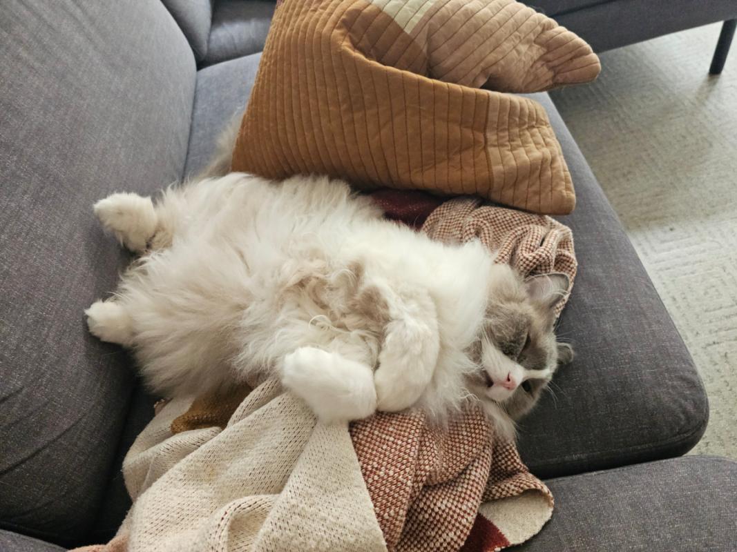 Loki