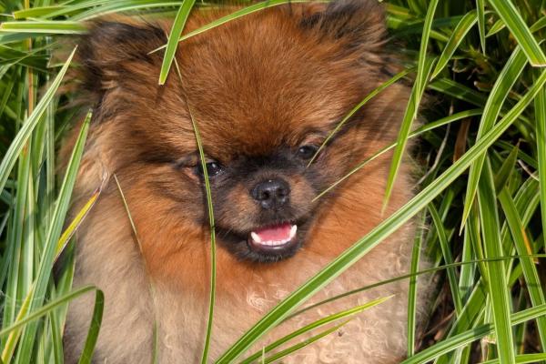 Teddy