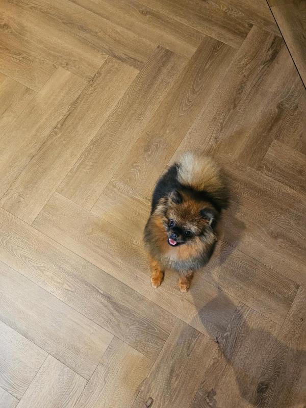 Teddy