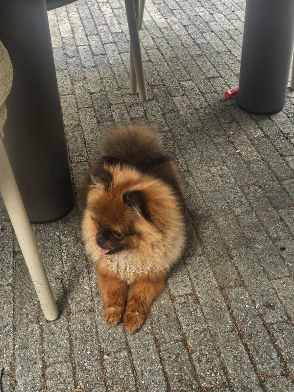Teddy