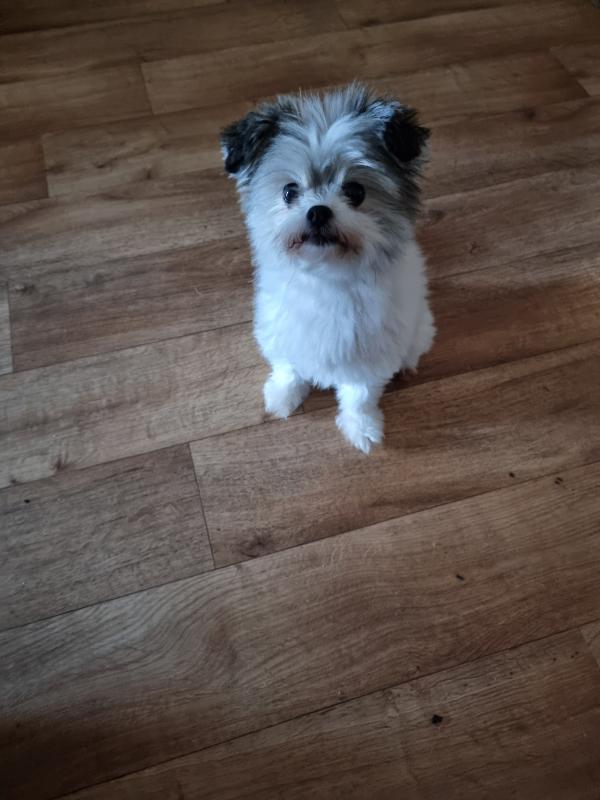 Bella
