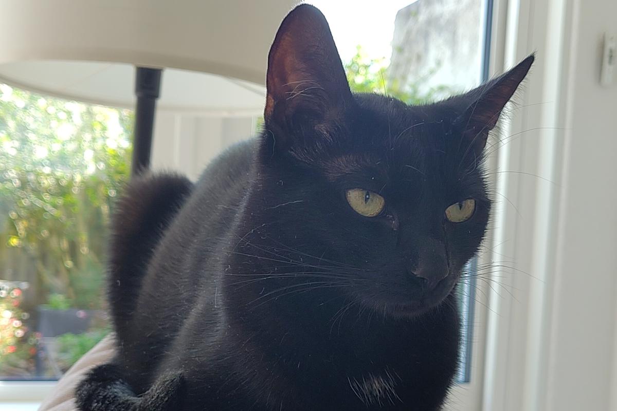 Nala