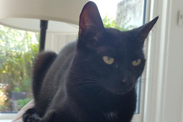 Nala