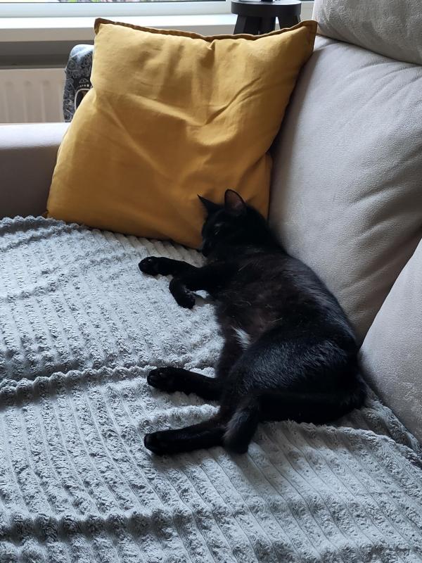 Nala