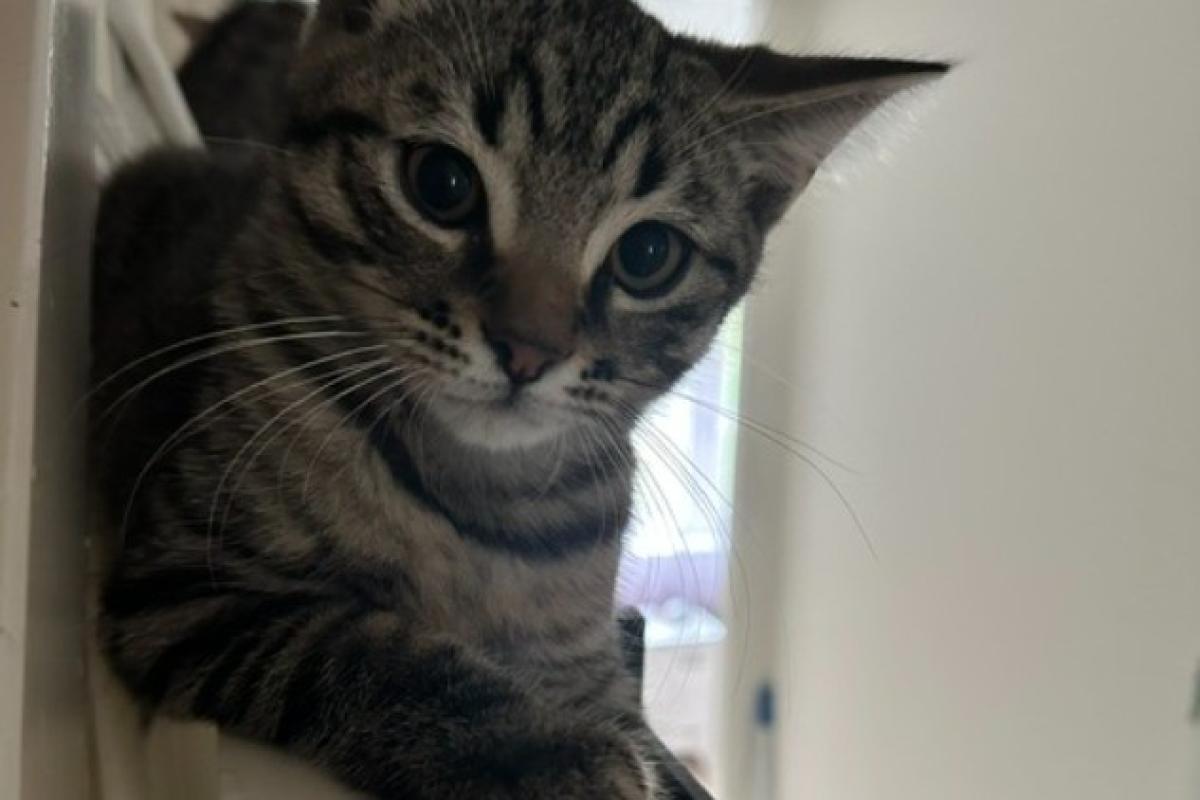 Tom