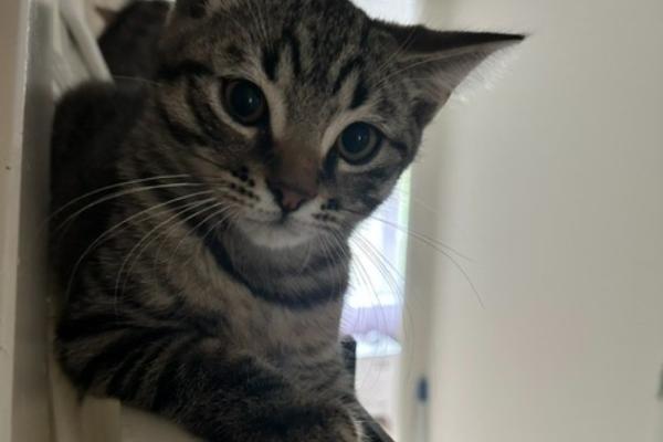 Tom