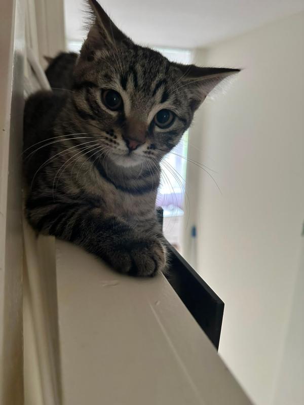 Tom