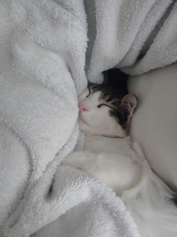 Napoleon