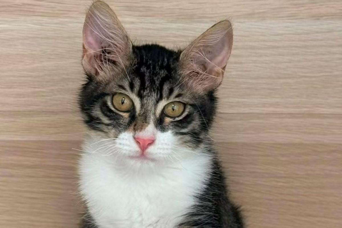 Felisara