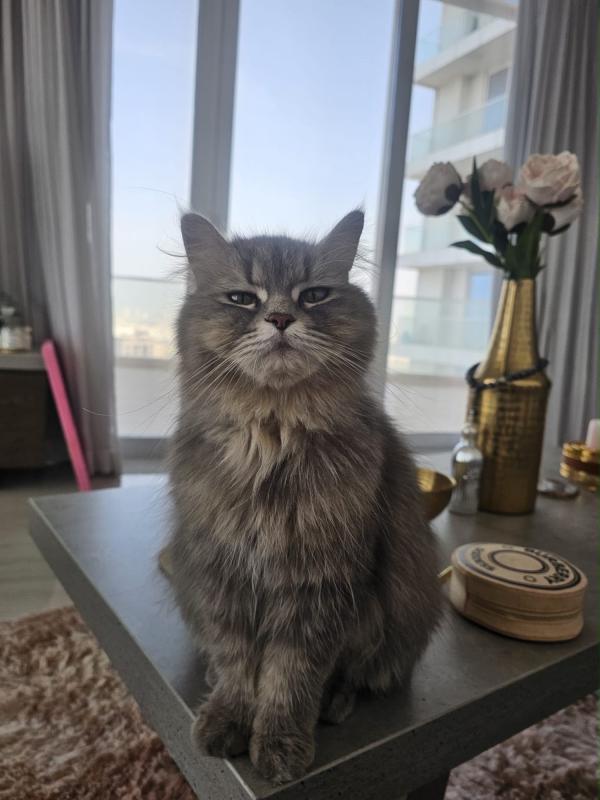 Mila
