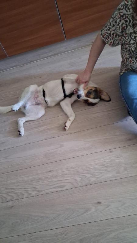 Cooper