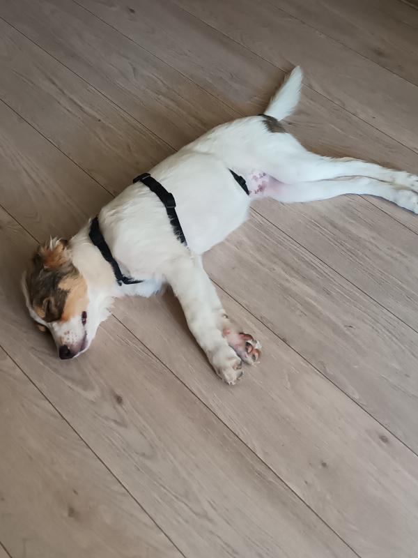 Cooper