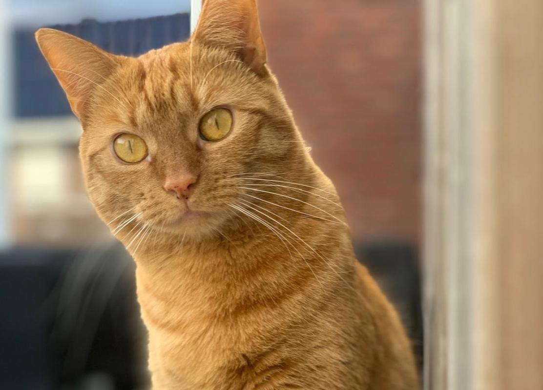 Nala