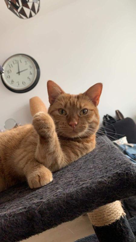 Nala