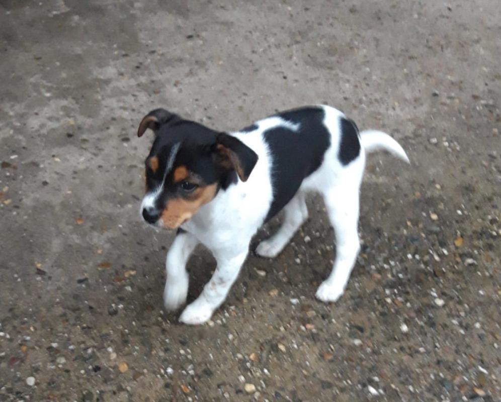 Puckie